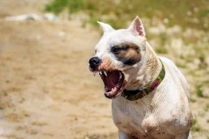 Vicious Dog